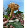 Seeds Bee Blooming Custom Devil Trumpet Mix -Trumpet Bush Seeds