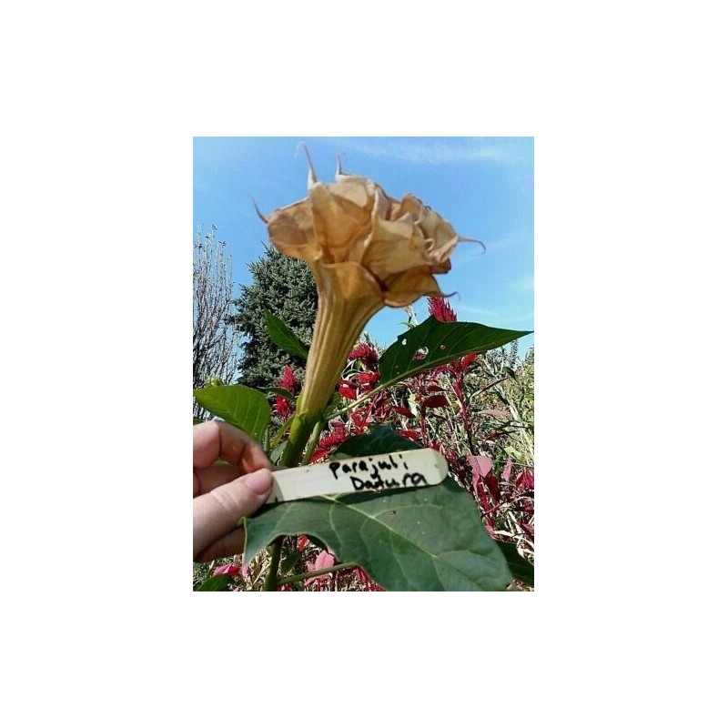 Seeds Bee Blooming Custom Devil Trumpet Mix -Trumpet Bush Seeds
