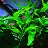 Mainam Java Fern on Driftwood Microsorum Pteropus Freshwater Live Aquarium