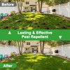 36Pack Mole Repellent - Natural Mole Deterrent for Yard, Garden