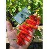 Aji Strawberry Drop Hot Pepper 25-Seeds 50,000+ Scoville Unique Creek