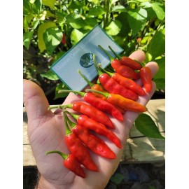 Aji Strawberry Drop Hot Pepper 25-Seeds 50,000+ Scoville Unique Creek Homestead