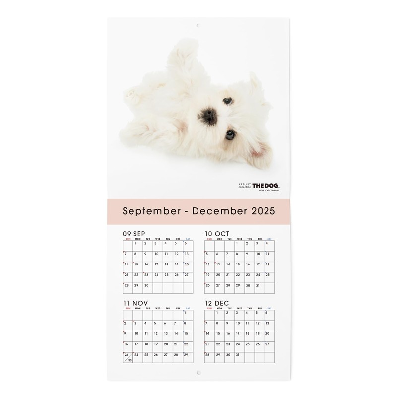 THE DOG 2026 Wall Calendar, Mini Size, Maltese