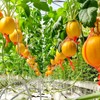 100Pcs Watermelon Nets,Melon Hammock Hanging Cantaloupes Support Net,Reusable Mesh Bags