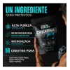 Creatina Monohidratada y Micronizada Polvo | 100% Alta Pureza Certificada