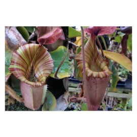 Carnivero Nepenthes Vetchii Kelabit Highlands x S.O.M. x L.V.B.