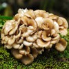Out Grow Maitake (Grifola frondosa) Liquid Culture