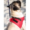 Comfort Fit No Pull Step-in Dog Harness – XS Harness