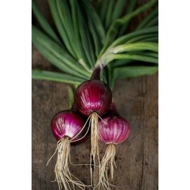 inherited seeds Onion Southport Red Globe Premium Heirloom 100+ seeds 100% Organic Grown in USA
