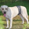 Male Dog Belly Wrap Leakproof Strong Water Absorption Breathable Comfortable