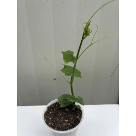 Chayote Plant With Pot 8” Live Plant Ready To Plant