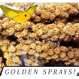 Unbranded FRESH!!! Spray millet California Grown Freshly Packaged 8 Ounces (5-10 Sprays)