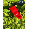 Urfa Biber Isot Turkish Turkey Chile Hot Pepper Premium Seeds