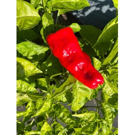 Urfa Biber Isot Turkish Turkey Chile Hot Pepper Premium Seeds for Planting Packet