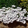 Outsidepride Osteospermum Ecklonis Flower Seed - 250 Seeds