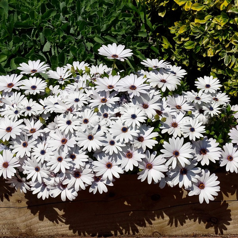 Outsidepride Osteospermum Ecklonis Flower Seed - 250 Seeds