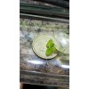 100+ Pieces Of Giant Duckweed + Free Self Leveling Floating