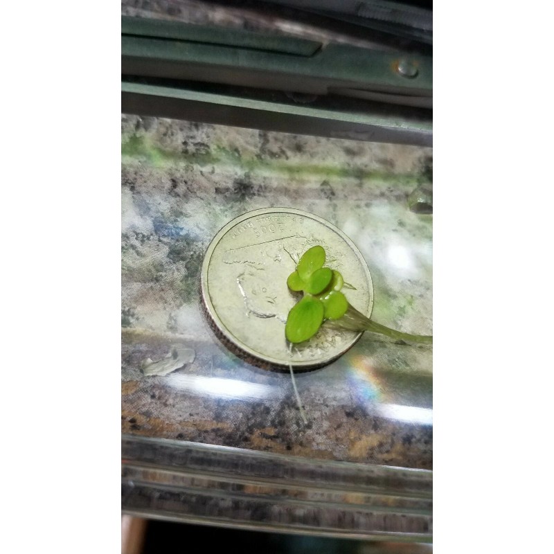 100+ Pieces Of Giant Duckweed + Free Self Leveling Floating