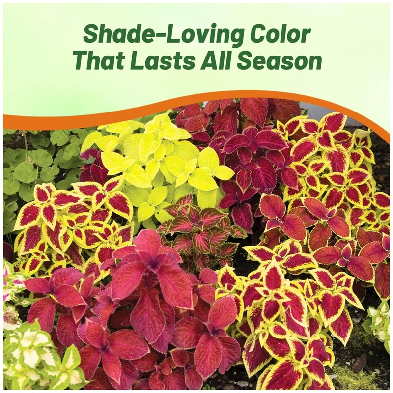 Outsidepride Wizard Mix Coleus Seeds for Planting - 400 Pcs