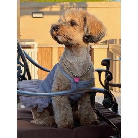 Pearl Dog Collar Elegant Oval Crystal Rhinestone Necklace Pet Jewelry for Cats Small Dogs Puppy Yorkie Chihuahua Cat Wedding Collar(Puppy Heart,Medium)