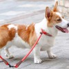 MayPaw Slip Collar Nylon Rope Choke Collar for Dog Training-