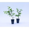 2 Xylosma congestum, Shiny Xylosma, Live Plants, 2.5” Nursery Cubes,
