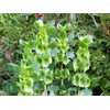 RAISE ME UP: Seeds Bells of Ireland Moluccella Shellflower Annual