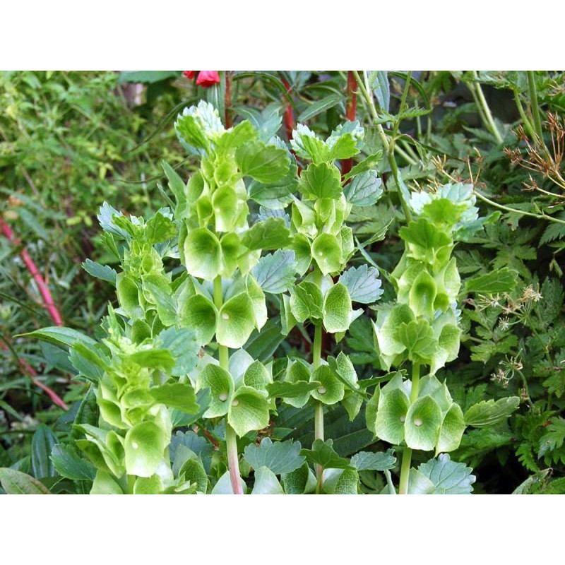 RAISE ME UP: Seeds Bells of Ireland Moluccella Shellflower Annual