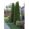 Arborvitae Emerald Green | 2 Live Gallon Size Trees |