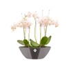elho Brussels Diamond Oval 36 - Flower Pot for Indoor