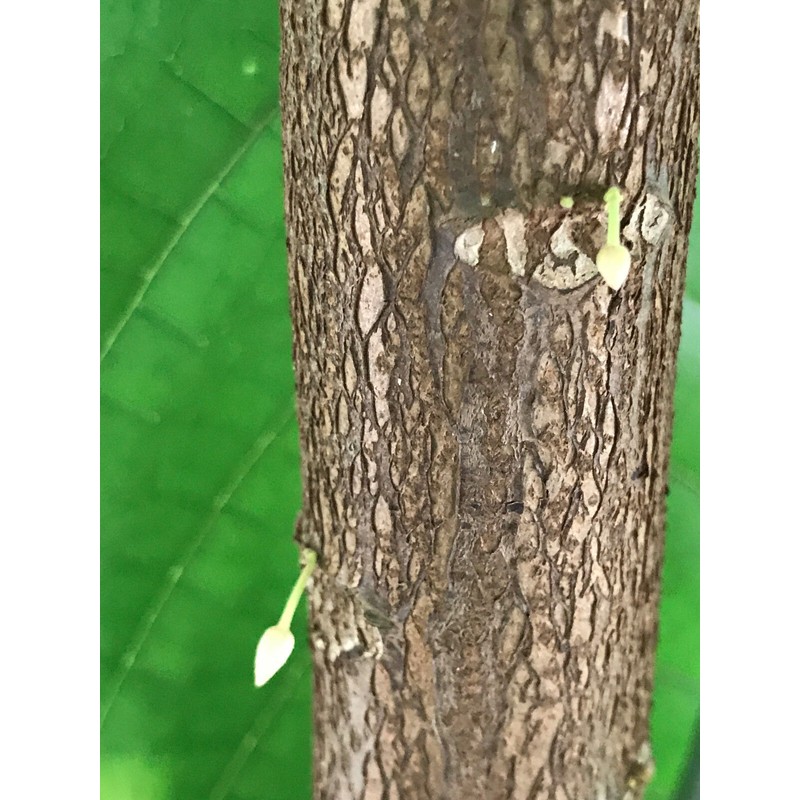 9waters TRINITARIO Theobroma Cacao Cocoa Chocolate Fruit Tree Potted Plant