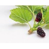 Health & Wild Grass Tea Center Mulberry Leaves (Produced in