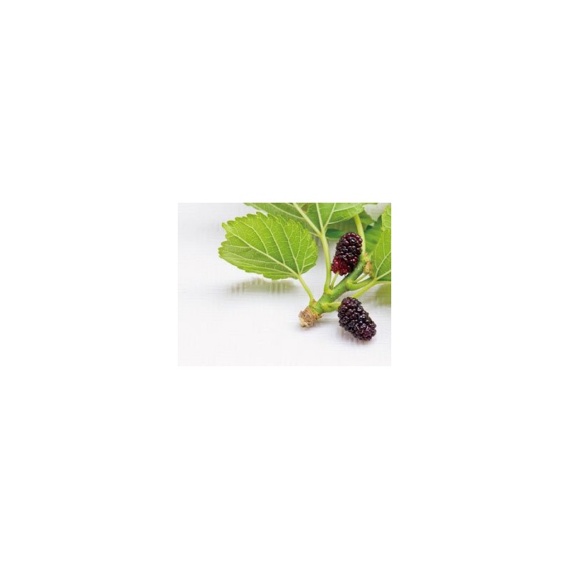 Health & Wild Grass Tea Center Mulberry Leaves (Produced in