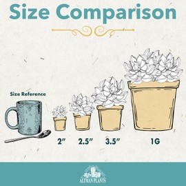 Altman Plants, Live Succulent Plants (20 Pack) Assorted Potted Succulents Plants Live House Plants in Cacti and Succulent Soil Mix, Cactus Plants Live Indoor Plants Live Houseplants in Planter Pots