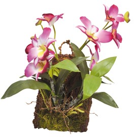 Lucky Reptile IF-18 Hanging Orchid, Purple