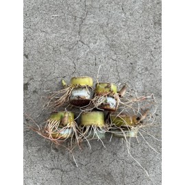 Sugarcane 5 Rooted Sugarcane Cutting Tropical Live Plant Ready To Plant