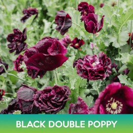 Black Double Poppy Seeds