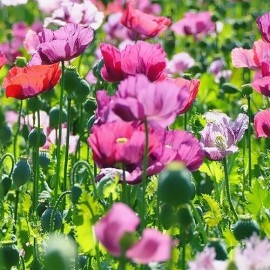 5,000+ Organic Papaever somniferum Poppy Flower Seeds Mix Various Colors