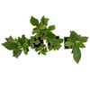 3 Indian Laurel Figs – Live Ficus Nitida Plant –