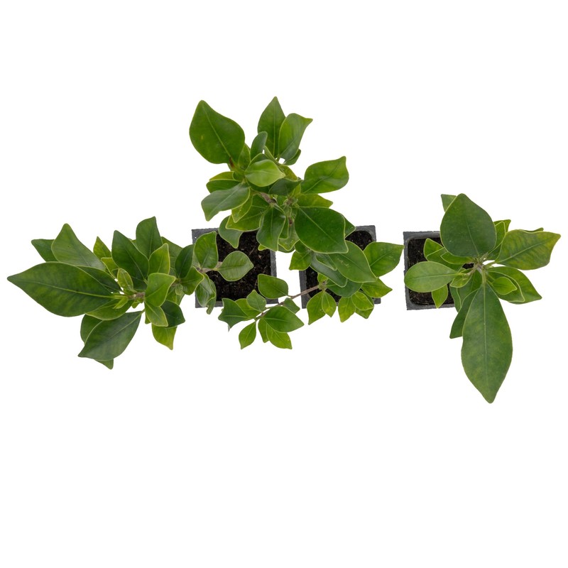 3 Indian Laurel Figs – Live Ficus Nitida Plant –