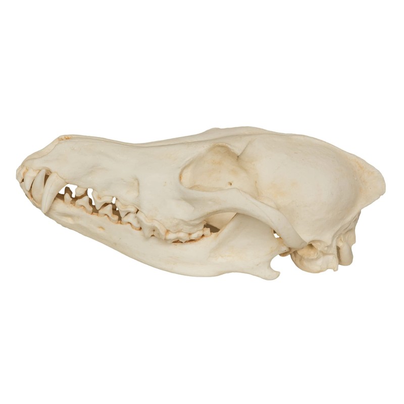 Coyote Skull (Teaching Quality Replica)