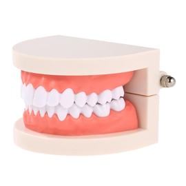 Tooth Model, Dental Care Model, Demonstration Tooth Model, Adult Simulation Teeth Model Display, Teeth Dental Demonstration Model, Standard Dental Study Model, Standard Model Typodont Tokaneit