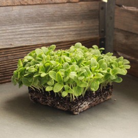 Organic Borage Herb Seeds 2 G ~67 Seeds – Heirloom, Non-GMO, Fast-Growing – Attracts Pollinators – Culinary & Medicinal Uses – Ideal for Gardens & Containers