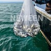 Red de pesca Neween de 6 pies con trampa para