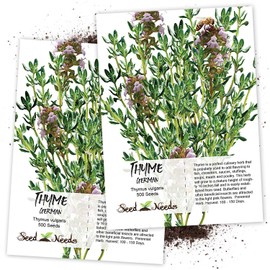 Seed Needs, Thyme Culinary Herb (Thymus vulgaris) Twin Pack of 500 Seeds Each