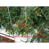 MASTERBLEND ® 4-18-38 Tomato & Vegetable Fertilizer (5 bs) FREE