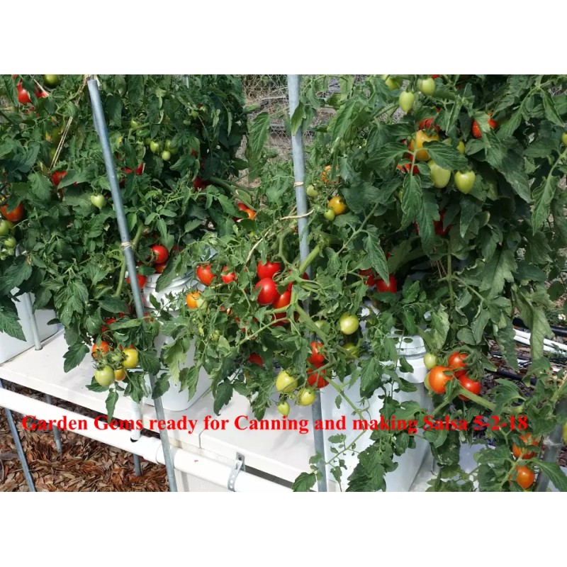 MASTERBLEND ® 4-18-38 Tomato & Vegetable Fertilizer (5 bs) FREE
