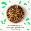 Grubblies - Black Soldier Fly Larvae for Chickens - Chicken