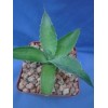 Crazy H Cactus Agave potatorum "Spawn" Starter Plants! FINALLY AVAILABLE!!