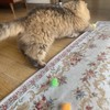 RIMOBUL 20PCS 1.5INCH Extra Large Cat's Favorite Chase Glitter Ball